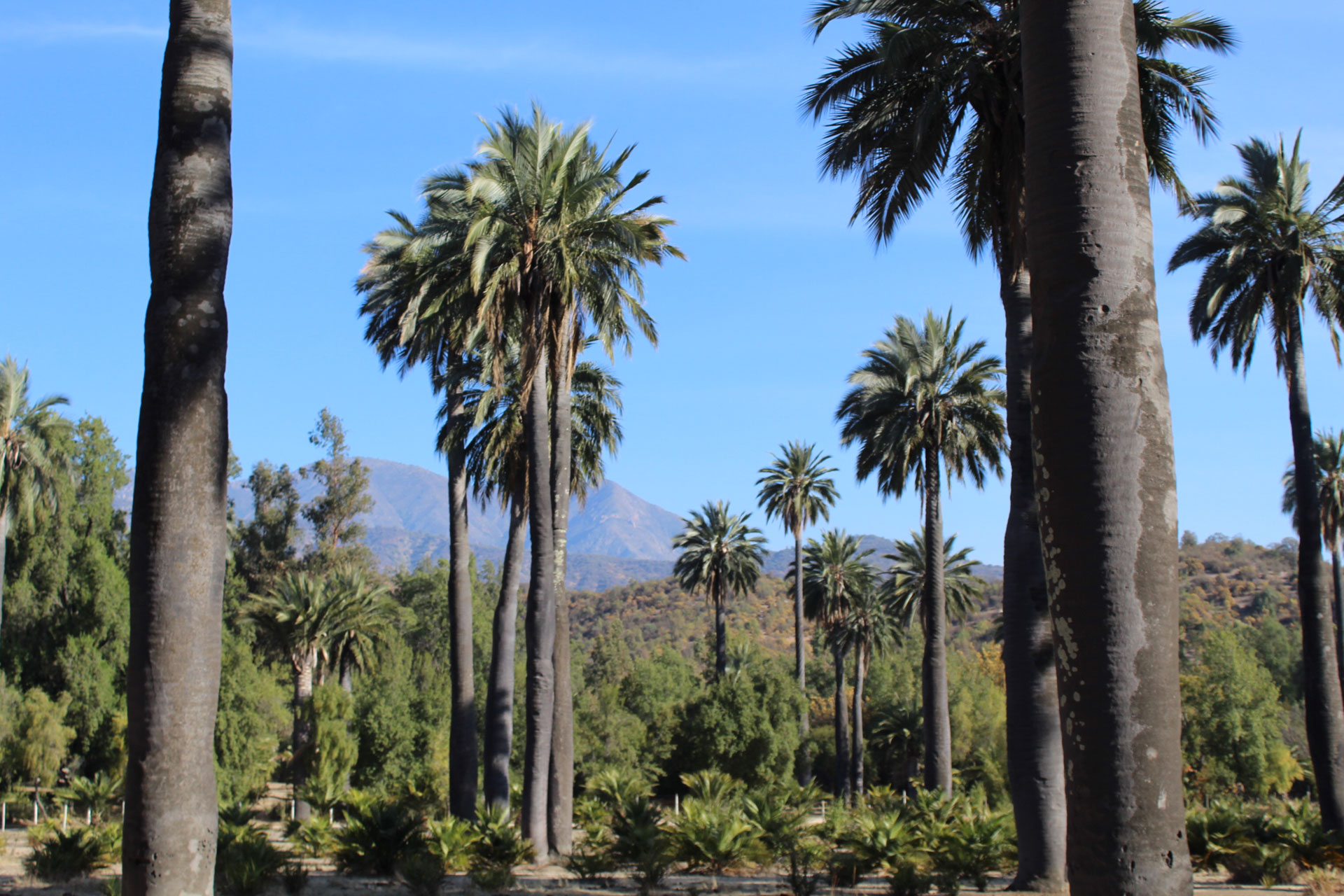 Sendero Palmar Milenario en Rancagua: Un Sendero Natural para Descubrir